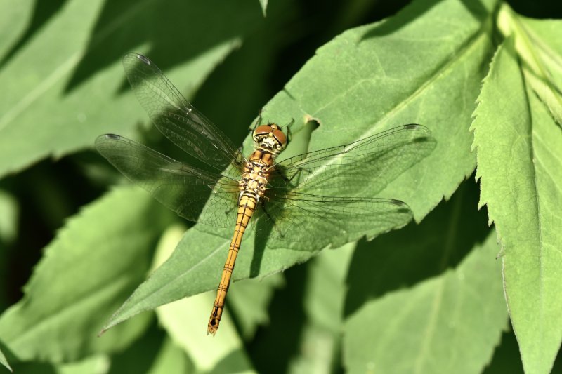 SYMPETRUM STRIE. Libellule. ISABELLE TURBAN